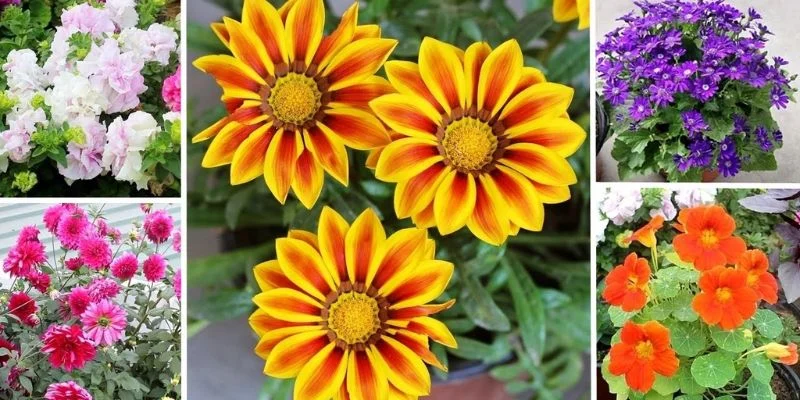 Best Indoor Plants for Winter Season