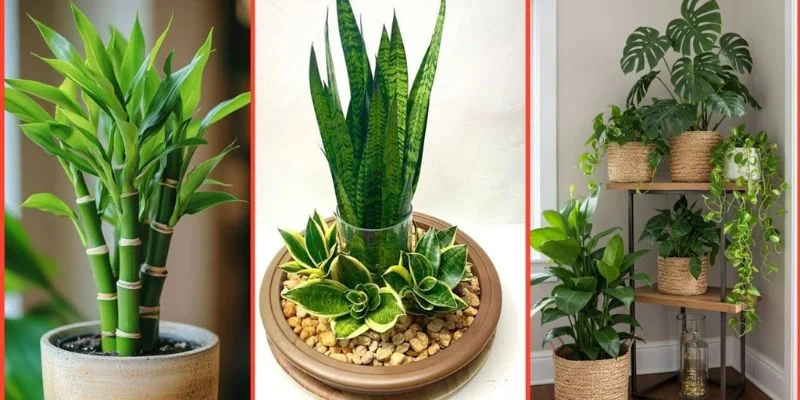 Choose Season-Based Indoor Plants