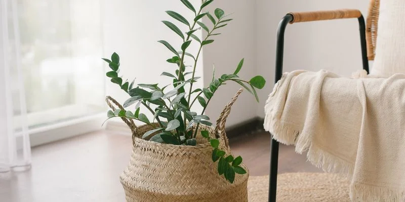  ZZ Plant  Minimalist Home Decor