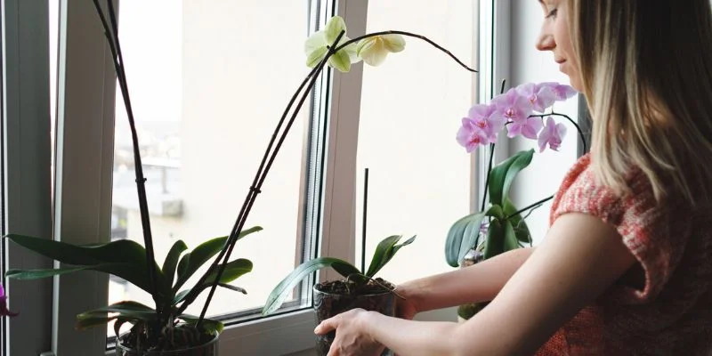 Seasonal Care Tips for Indoor Plants