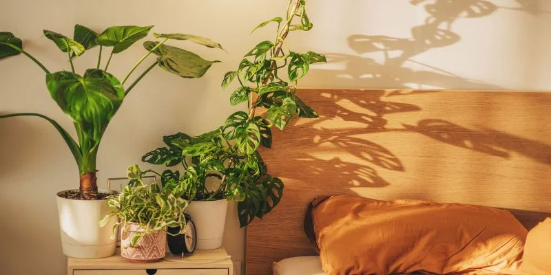 Low light indoor plants ideal for bedrooms