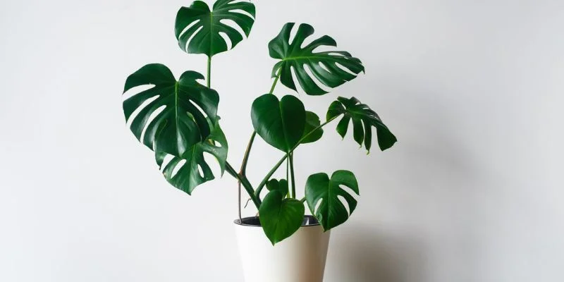 Monstera Deliciosa Minimalist Home Decor 
