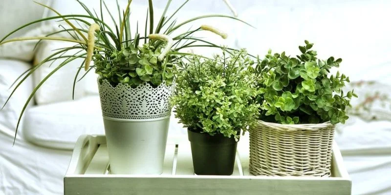 best air cleaning plant for the bedroom
