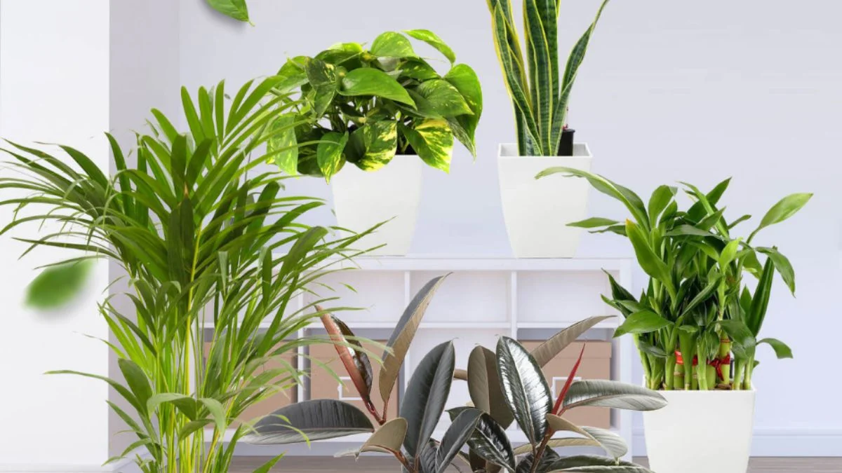 Top 10 Air Purifying Plants for Living Room