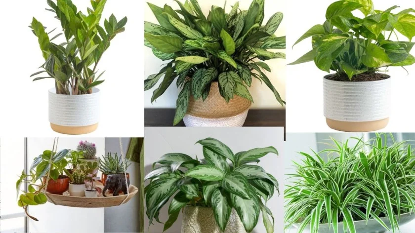 How Many Plants Do You Need for Clean Air