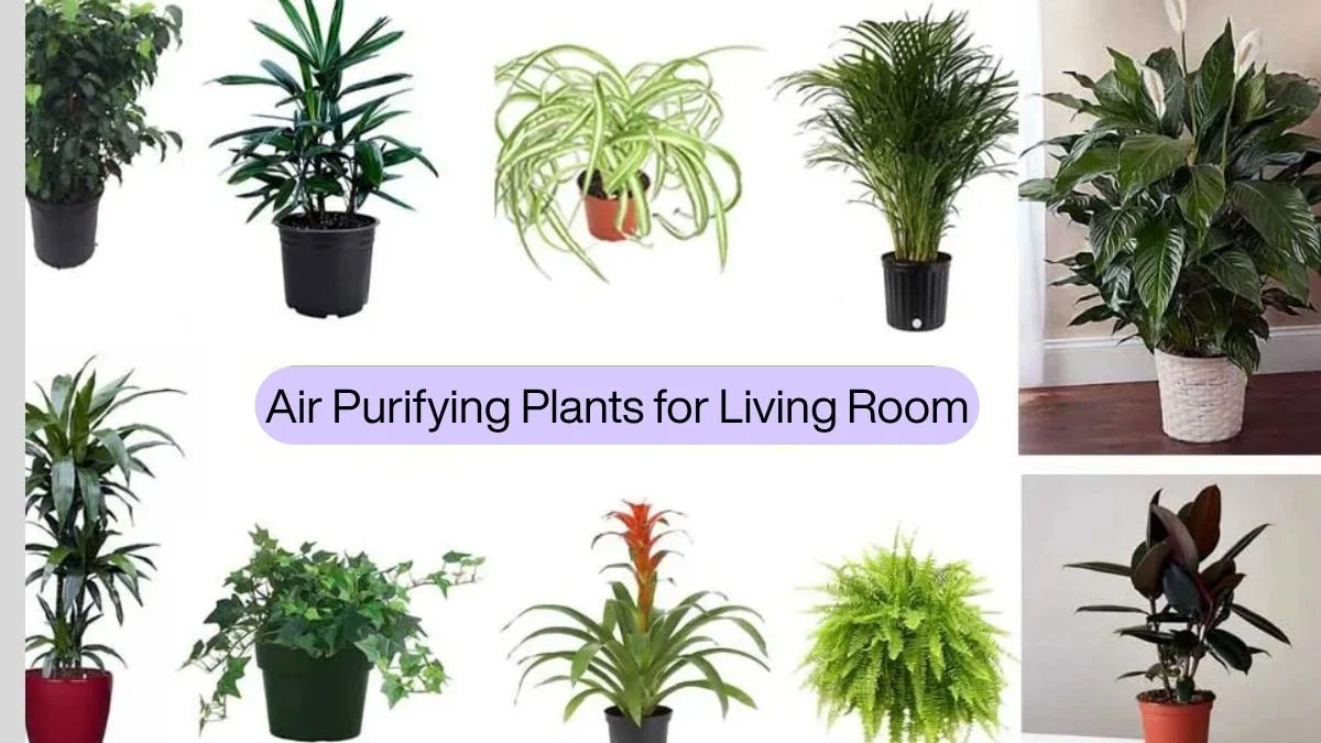 Air Purifying Plants for Living Room