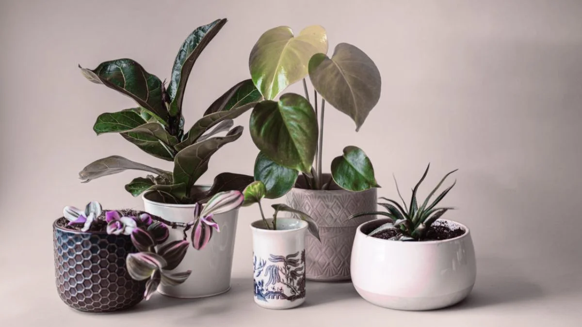 Selecting the perfect planter depends on your interior style, plant type, and available space.