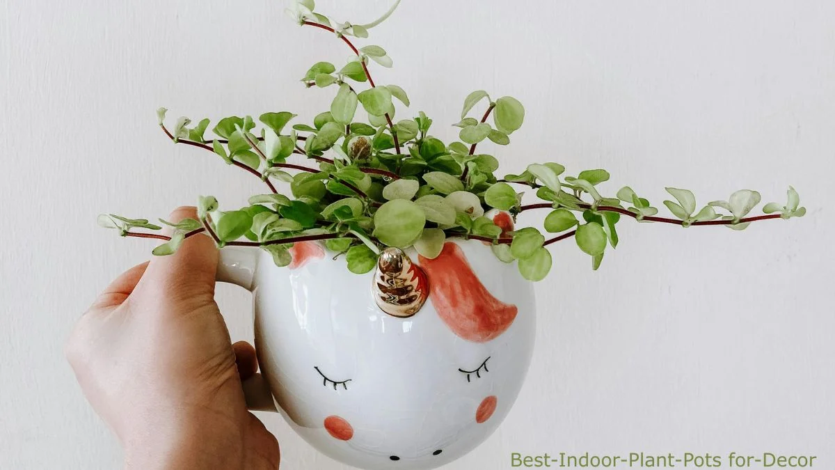 Best Indoor Plant Pots for Decor