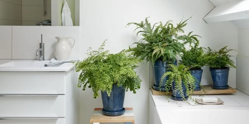 Top 15 Best Indoor Plants for Bathroom