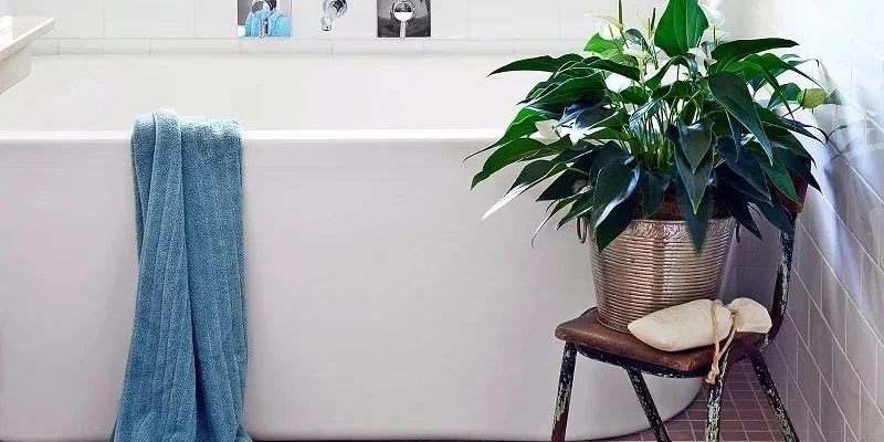 How to Choose the Best Indoor Plants for Bathroom