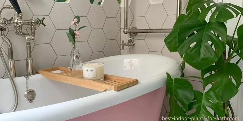 Best Indoor Plants for Bathroom