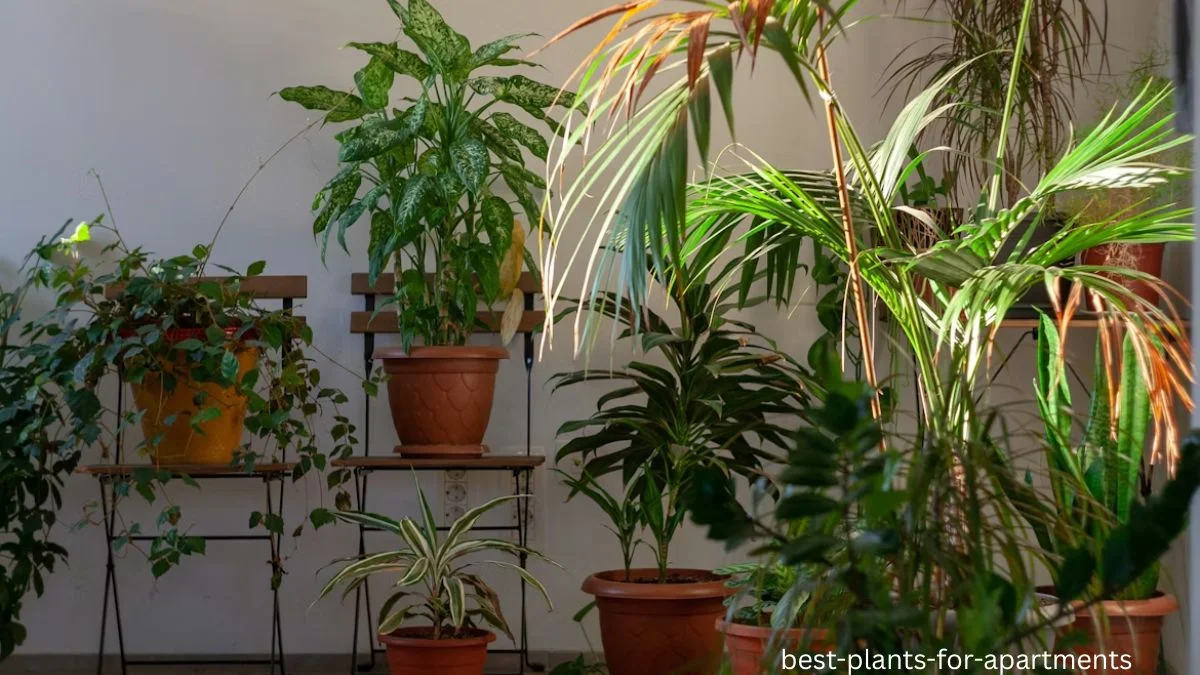 Best Plants for Apartments
