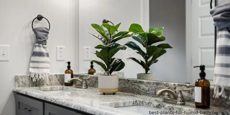 Best Plants for Humid Bathrooms