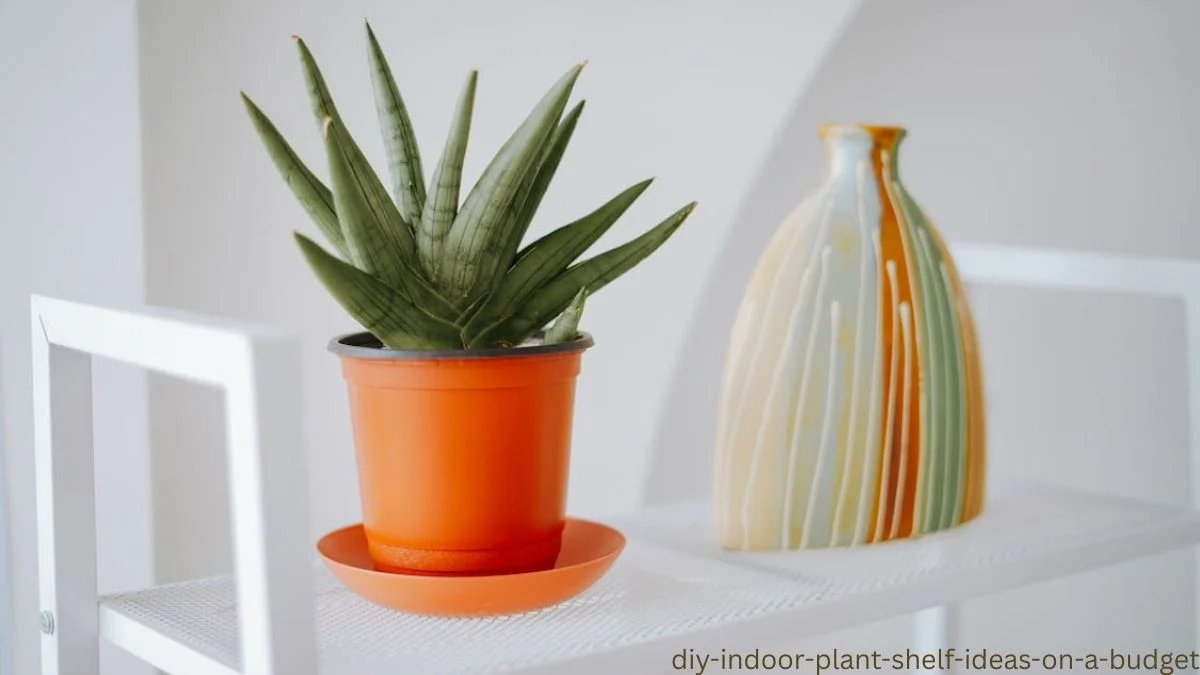 DIY indoor plant shelf ideas on a budget