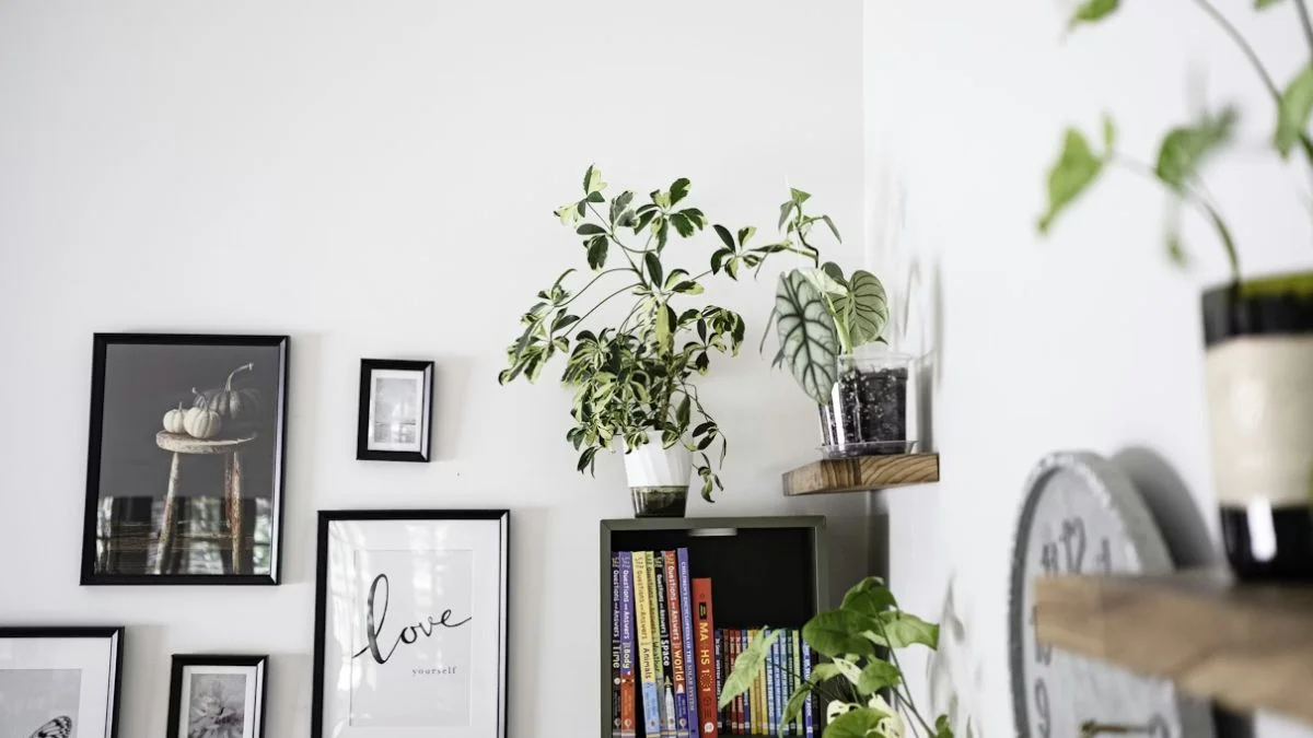 Bookshelf Plant Transformation