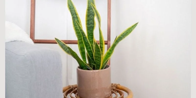 Snake Plant (Sansevieria)