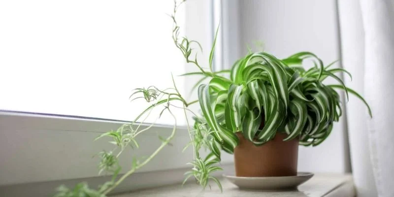 Spider Plant (Chlorophytum comosum)