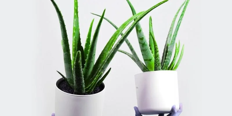  Aloe Vera