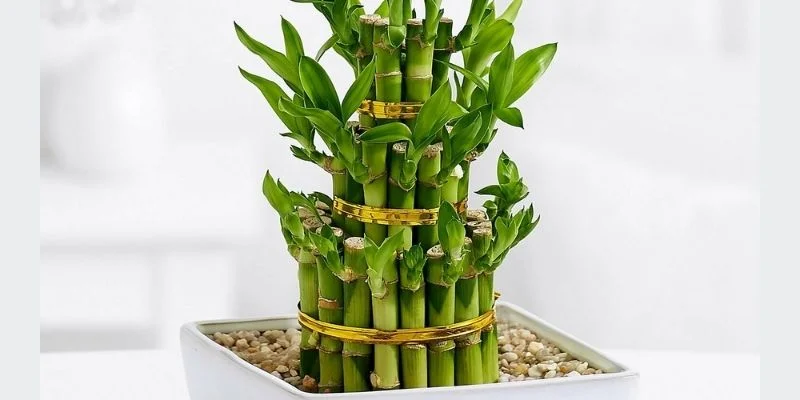 Bamboo Plant (Lucky Bamboo)