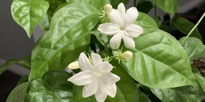 Jasmine Plant (Jasminum)