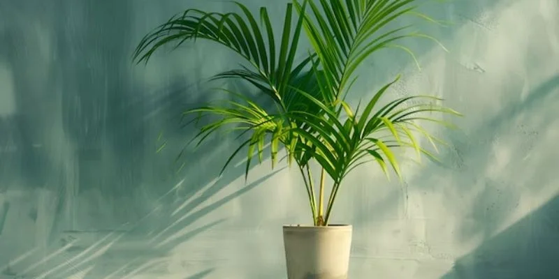 Areca Palm (Chrysalidocarpus lutescens)