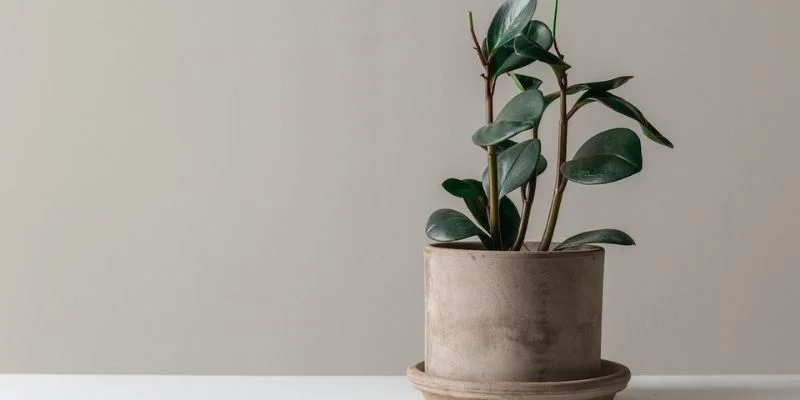  Rubber Plant (Ficus Elastica)