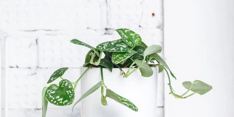 Pothos (Money Plant)