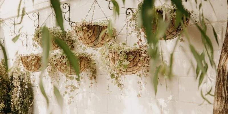 Hanging plants aren’t just trendy, they're functional and space-saving, especially in compact bathrooms.