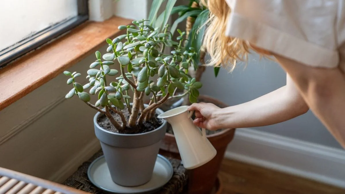 Learn the Correct Watering Routine