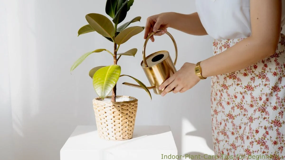 Indoor Plant Care Tips for Beginners