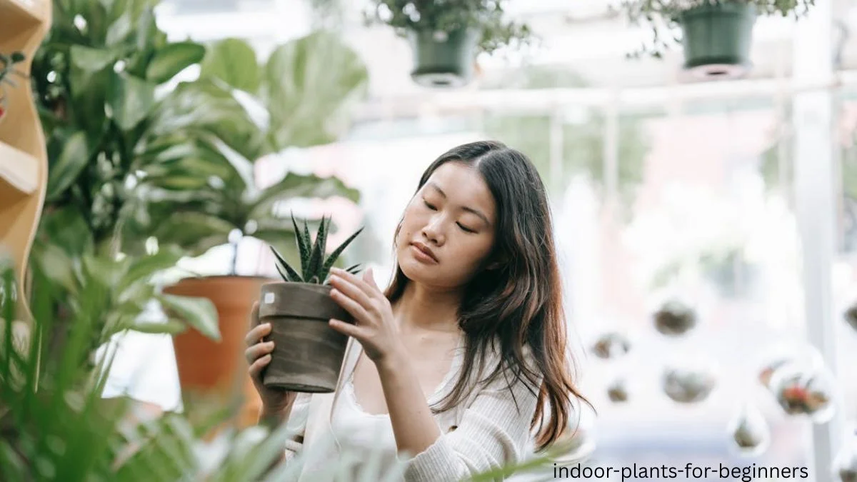 Indoor Plants for Beginners