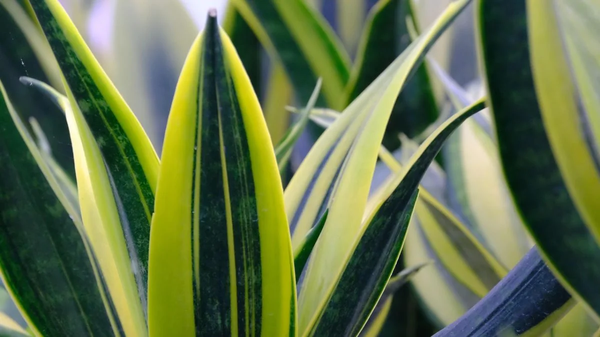 The Snake Plant is one of the best Indoor Plants for Beginners
