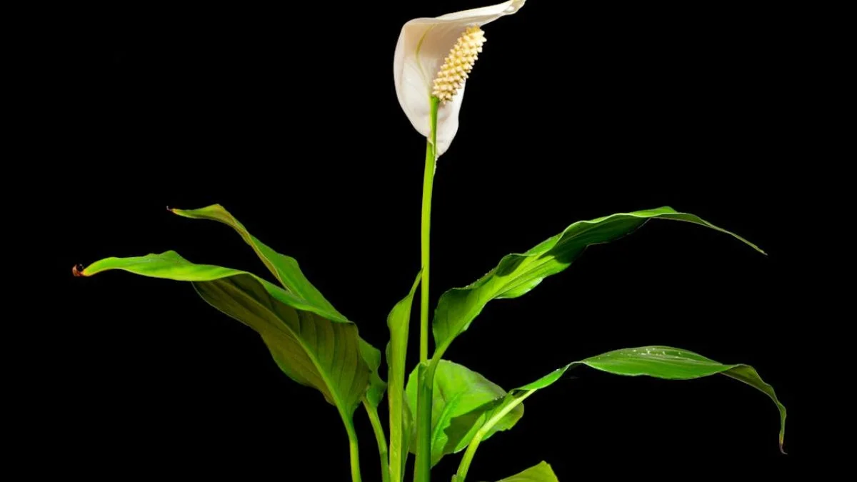 Peace Lilies are elegant flowering Indoor Plants