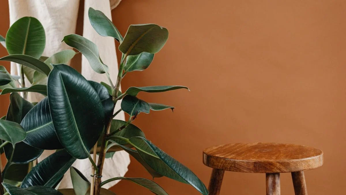 Rubber Plants feature large glossy leaves 