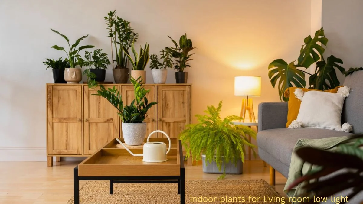 Indoor Plants for Living Room Low Light