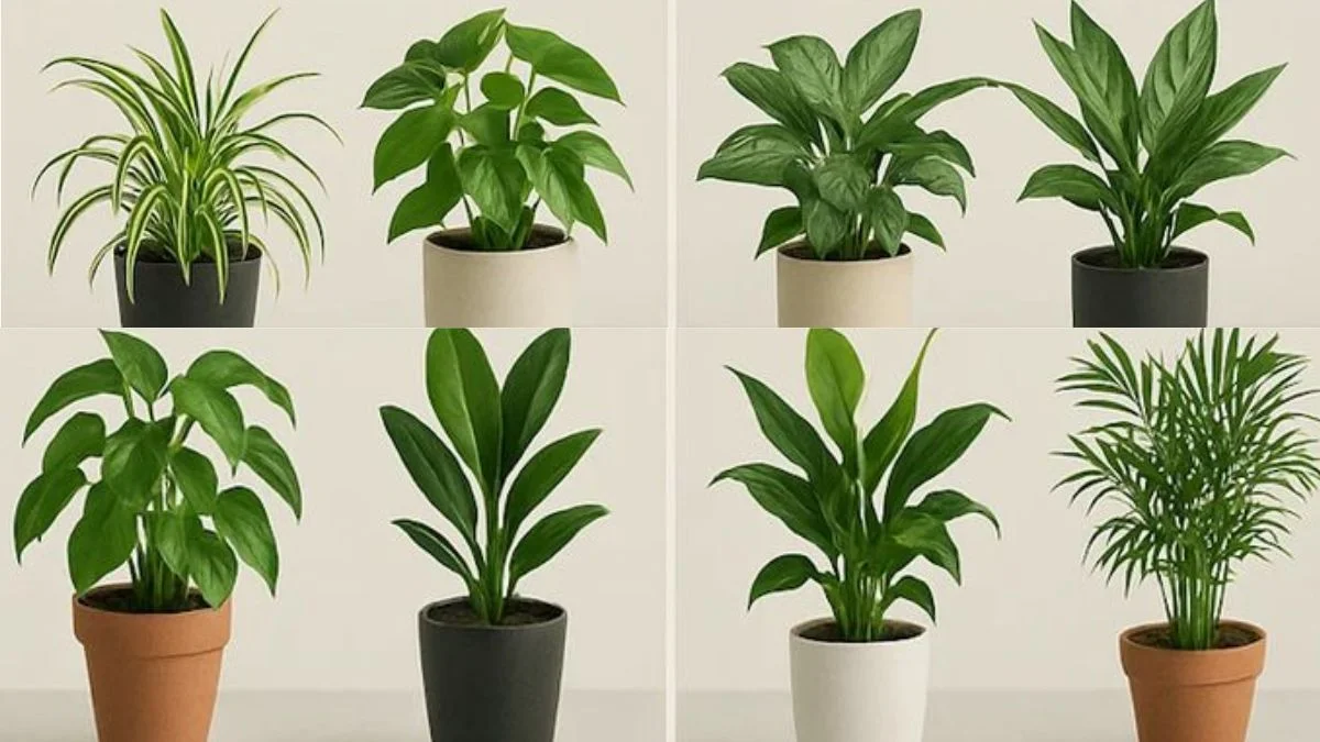 Why Choose Indoor Plants for Living Room Low Light