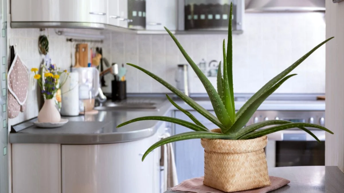 Aloe Vera kitchen countertop plants