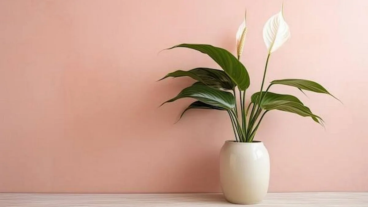 Peace Lily Kitchen Countertop Plants