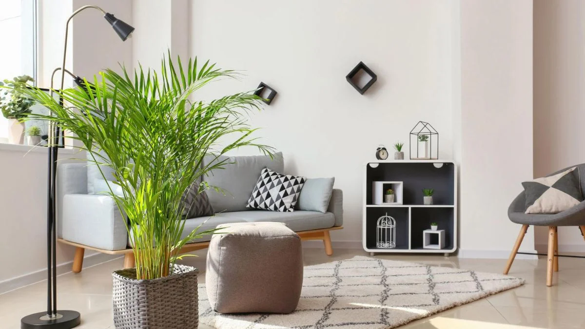 Styling Tips for Large Indoor Plants for Living Room Ideas