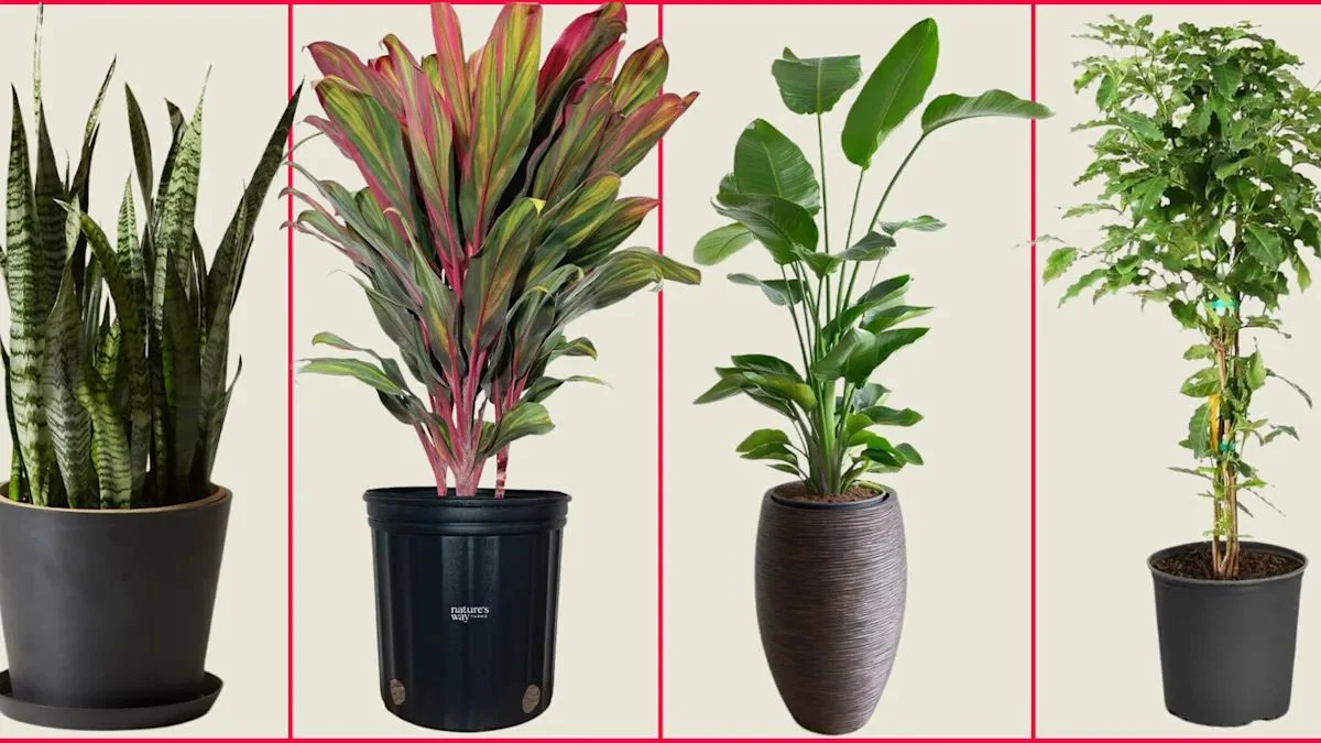 Top 15 Large Indoor Plants for Living Room Ideas