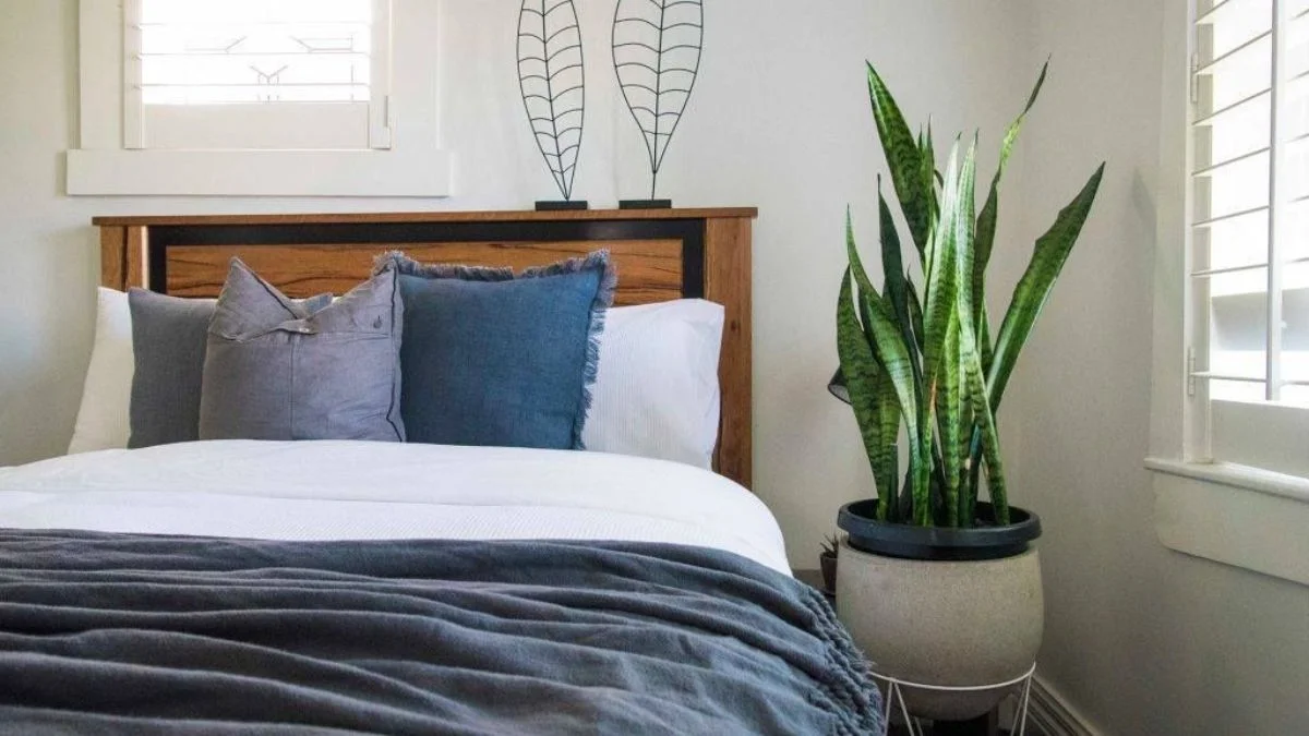 Why Choose Low Light Bedroom Plants