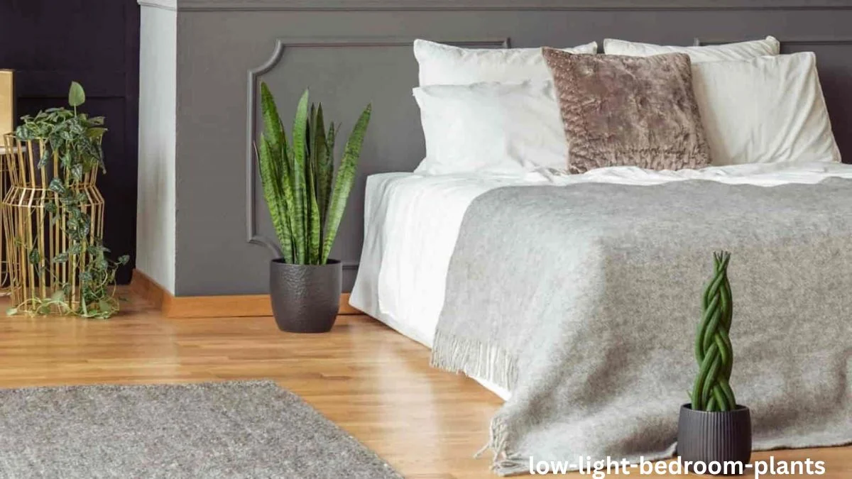 Low Light Bedroom Plants