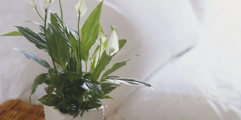 Indoor Plants Are Good for Bedroom Air
