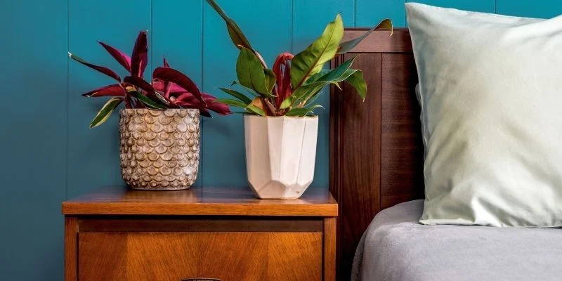 Best Placement for Bedroom Plants