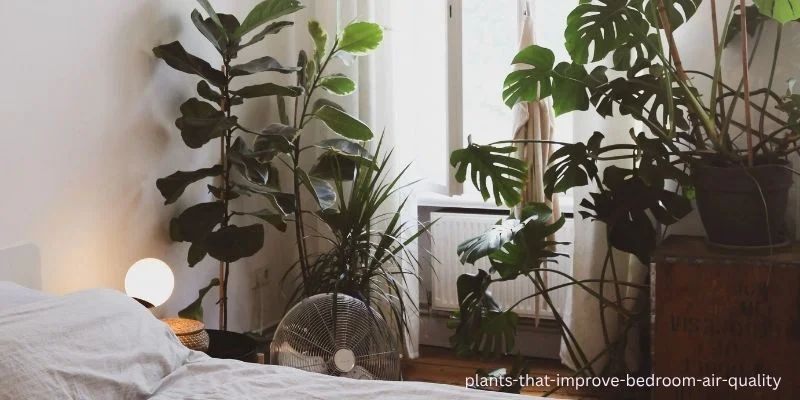 plants that improve bedroom air quality