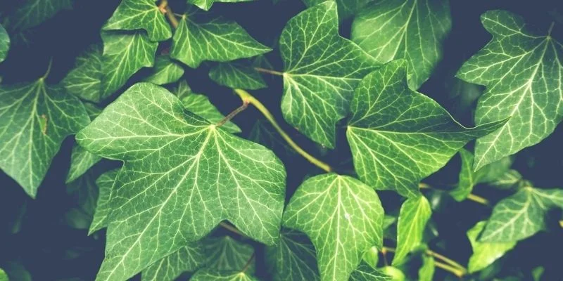 English Ivy Plants Perfect for bathrooms prone to dampness.