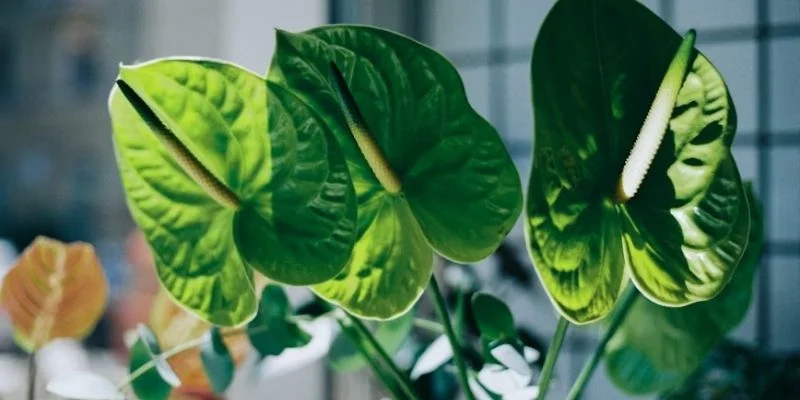 Heartleaf Fern Ideal for smaller bathrooms