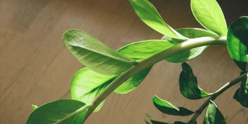 ZZ Plant (Zamioculcas zamiifolia) plant is perfect for busy homeowners