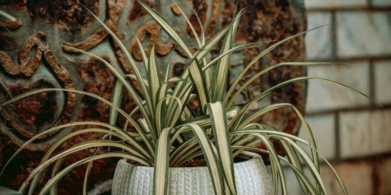 Spider plants are perfect without sunlight in bathroom