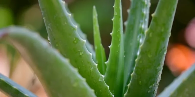 Aloe Vera (Low Light Adapted)